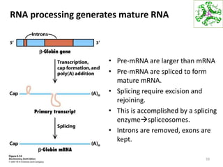 RNA processing generates mature RNA
• Pre-mRNA are larger than mRNA
• Pre-mRNA are spliced to form
mature mRNA.
• Splicing require excision and
rejoining.
• This is accomplished by a splicing
enzymespliceosomes.
• Introns are removed, exons are
kept.
59
 