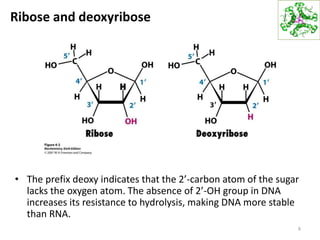 Ribose and deoxyribose
• The prefix deoxy indicates that the 2’-carbon atom of the sugar
lacks the oxygen atom. The absence of 2’-OH group in DNA
increases its resistance to hydrolysis, making DNA more stable
than RNA.
6
 