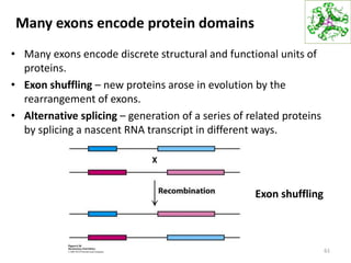 Many exons encode protein domains
• Many exons encode discrete structural and functional units of
proteins.
• Exon shuffling – new proteins arose in evolution by the
rearrangement of exons.
• Alternative splicing – generation of a series of related proteins
by splicing a nascent RNA transcript in different ways.
61
Exon shuffling
 