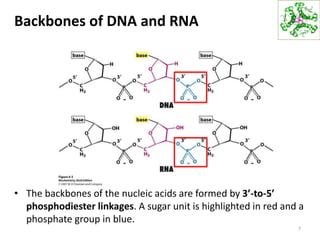 Backbones of DNA and RNA
• The backbones of the nucleic acids are formed by 3’-to-5’
phosphodiester linkages. A sugar unit is highlighted in red and a
phosphate group in blue.
7
 