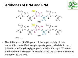 Backbones of DNA and RNA
• The 3’-hydroxyl (3’-OH) group of the sugar moiety of one
nucleotide is esterified to a phosphate group, which is, in turn,
joined to the 5’-hydroxyl group of the adjacent sugar. Whereas
the backbone is constant in a nucleic acid, the base vary from one
monomer to the next. 8
 