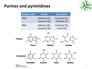 Purines and pyrimidines
9
Nucleic acid Purine Pyrimidine
DNA Adenine (A),
Guanine (G)
Cytosine (C),
Thymine (T)
RNA Adenine (A),
Guanine (G)
Cytosine (C),
Uracil (U)
 