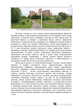 44
Рис. 4. Верхний участок с каскадом Никулинских прудов и Парком Школьников
В начале участка на юге в днище долины просматривается фрагмент
бетонной дороги с заболоченной канавой вдоль нее. В северной части днище
заболочено, в бывшем русле сохраняется цепочка из пяти прудов (рис. 6)
различной формы и размера с протоками между ними и фрагменты
небольшого остаточного ручья, выходящего на поверхность вблизи дамбы и
уходящего в трубу под улицей Лобачевского. Ручей прослеживается по
полоске ивняка, зарослям камыша лесного и кипрея волосистого (№ 6; рис. 7,
9). У двух вытянутых прудов отмечаются следы укрепления берегов –
гравийные и укрытые термопленкой берега, что говорит об их искусственном
происхождении. В днище долины сохраняется избыточное увлажнение,
характерное для речных грунтов, пруды и ручей также подпитываются
дождевыми водами, стекающими с бортов долины. Берега большого
четвертого от дамбы пруда постепенно зарастают и заболачиваются, в
засушливые сезоны болота могут частично пересыхать.
Вдоль русла ручья и по заболоченной канаве в начале участка кроме
камыша и кипрея отмечаются рогоз широколистный, тростник
обыкновенный, вербейник обыкновенный, реже зюзник европейский,
звездчатка дубравная, кипрей болотный, норичник шишковатый, чистец
болотный, в русле – паслен сладко-горький, ежеголовник простой, со
стороны склонов вплотную подступают заросли мать-и-мачехи, клевера
гибридного и ползучего, обильны осот полевой, недотрога мелкоцветковая,
золотарник канадский, полынь, пижма и др. (рис. 8). На дренированных
участках днища долины образовались вторичные луговины зарастающих
пустырей с доминированием вейника наземного и рудерально-лугового
разнотравья, в т.ч. чины луговой и лесной, мяты полевой, отмечается подрост
и куртинки ивняков (ива пепельная, ломкая, ушастая), местами заросли
малины. Нижние части склонов долины обрывистые, поросшие бурьяном или
беспокровные, фрагменты ленточного пойменного леса отмечаются только
между третьим и четвертым прудами, где ручей хорошо выражен (ширина до
1,0 м).
 