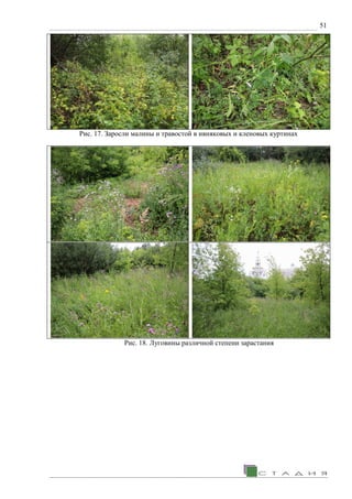51
Рис. 17. Заросли малины и травостой в ивняковых и кленовых куртинах
Рис. 18. Луговины различной степени зарастания
 