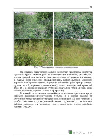 52
Рис. 19. Чина лесная на склонах и в днище долины
На участках, зарастающих дольше, возрастает проективное покрытие
травяного яруса (70-95%), участие злаков (вейник наземный, ежа сборная,
мятлик луговой, тимофеевка луговая, щучка дернистая), появляются луговые
и лесные виды (зверобой продырявленный, клевер луговой, мышиный
горошек, подмаренник цепкий, борщевик сибирский, реже купырь лесной,
дудник лесной, вероника длиннолистная), развит многоярусный травостой
(рис. 18). В ивняково-кленовых куртинах отмечается герань лесная, хвощ
лесной, костяника, заросли малины и др. (рис. 17).
В верхней части склонов левого борта на влажных прогалинах среди
зарослей вейниково-крупнотравного бурьяна и в днище долины на
луговинках между прудами отмечается чина лесная (рис. 19). Под гаражами у
дамбы отмечаются разнотравно-вейниковые луговины с господством
вейника наземного и рудеральных трав, а также сухие стволы погибших
тополей (рис. 20).
 