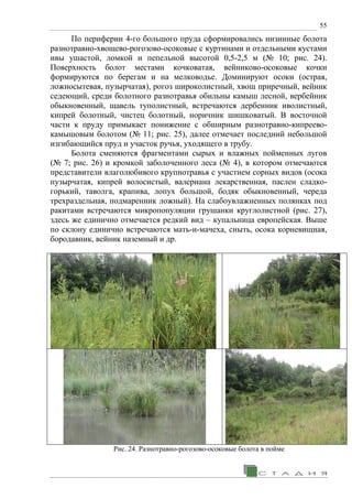 55
По периферии 4-го большого пруда сформировались низинные болота
разнотравно-хвощево-рогозово-осоковые с куртинами и отдельными кустами
ивы ушастой, ломкой и пепельной высотой 0,5-2,5 м (№ 10; рис. 24).
Поверхность болот местами кочковатая, вейниково-осоковые кочки
формируются по берегам и на мелководье. Доминируют осоки (острая,
ложносытевая, пузырчатая), рогоз широколистный, хвощ приречный, вейник
седеющий, среди болотного разнотравья обильны камыш лесной, вербейник
обыкновенный, щавель туполистный, встречаются дербенник иволистный,
кипрей болотный, чистец болотный, норичник шишковатый. В восточной
части к пруду примыкает понижение с обширным разнотравно-кипреево-
камышовым болотом (№ 11; рис. 25), далее отмечает последний небольшой
изгибающийся пруд и участок ручья, уходящего в трубу.
Болота сменяются фрагментами сырых и влажных пойменных лугов
(№ 7; рис. 26) и кромкой заболоченного леса (№ 4), в котором отмечаются
представители влаголюбивого крупнотравья с участием сорных видов (осока
пузырчатая, кипрей волосистый, валериана лекарственная, паслен сладко-
горький, таволга, крапива, лопух большой, бодяк обыкновенный, череда
трехраздельная, подмаренник ложный). На слабоувлажненных полянках под
ракитами встречаются микропопуляции грушанки круглолистной (рис. 27),
здесь же единично отмечается редкий вид – купальница европейская. Выше
по склону единично встречаются мать-и-мачеха, сныть, осока корневищная,
бородавник, вейник наземный и др.
Рис. 24. Разнотравно-рогозово-осоковые болота в пойме
 