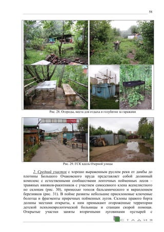 58
Рис. 28. Огороды, места для отдыха и голубятни за гаражами
Рис. 29. ГСК вдоль Озерной улицы
2. Средний участок с хорошо выраженным руслом реки от дамбы до
плотины Большого Очаковского пруда представляет собой долинный
комплекс с естественными сообществами ленточных пойменных лесов –
травяных ивняков-ракитников с участием самосевного клена ясенелистного
по склонам (рис. 30), примесью тополя бальзамического и вкраплением
березняков (рис. 31). В пойме развиты небольшие присклоновые ключевые
болотца и фрагменты приречных пойменных лугов. Склоны правого борта
долины местами открыты, к ним примыкают огороженные территории
детской психоневрологической больницы и станции скорой помощи.
Открытые участки заняты вторичными луговинами пустырей с
 