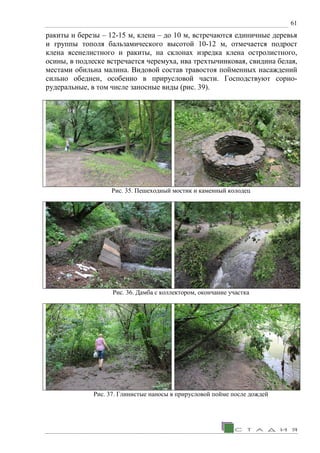 61
ракиты и березы – 12-15 м, клена – до 10 м, встречаются единичные деревья
и группы тополя бальзамического высотой 10-12 м, отмечается подрост
клена ясенелистного и ракиты, на склонах изредка клена остролистного,
осины, в подлеске встречается черемуха, ива трехтычинковая, свидина белая,
местами обильна малина. Видовой состав травостоя пойменных насаждений
сильно обеднен, особенно в прирусловой части. Господствуют сорно-
рудеральные, в том числе заносные виды (рис. 39).
Рис. 35. Пешеходный мостик и каменный колодец
Рис. 36. Дамба с коллектором, окончание участка
Рис. 37. Глинистые наносы в прирусловой пойме после дождей
 