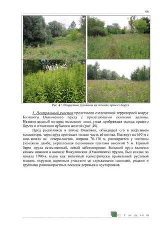 66
Рис. 47. Вторичные луговины на склонах правого борта
3. Центральный участок представлен озелененной территорией вокруг
Большого Очаковского пруда с прилегающими склонами долины.
Незначительный интерес вызывают лишь узкая прибрежная полоса правого
берега и плантации кубышки желтой (рис. 48).
Пруд расположен в пойме Очаковки, обходящей его в подземном
коллекторе, через пруд протекает только часть её потока. Вытянут на 650 м с
юго-запада на северо-восток, ширина 70-130 м, расширяется у плотины
(земляная дамба, укреплённая бетонными плитами высокой 5 м. Правый
берег пруда естественный, левый забетонирован. Большой пруд является
самым нижним в каскаде Никулинских (Очаковских) прудов, был создан до
начала 1990-х годов как типичный геометрически правильный русловой
водоем, окружен парковым участком со стрижеными газонами, рядами и
группами разновозрастных посадок деревьев и кустарников.
 