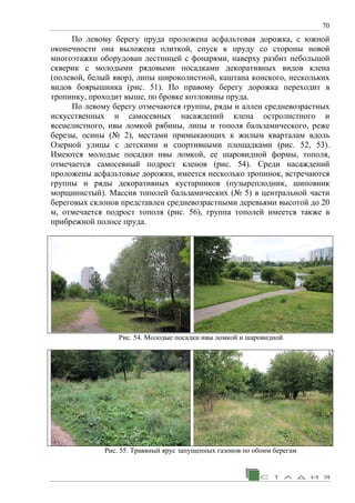 70
По левому берегу пруда проложена асфальтовая дорожка, с южной
оконечности она выложена плиткой, спуск к пруду со стороны новой
многоэтажки оборудован лестницей с фонарями, наверху разбит небольшой
скверик с молодыми рядовыми посадками декоративных видов клена
(полевой, белый явор), липы широколистной, каштана конского, нескольких
видов боярышника (рис. 51). По правому берегу дорожка переходит в
тропинку, проходит выше, по бровке котловины пруда.
По левому берегу отмечаются группы, ряды и аллеи средневозрастных
искусственных и самосевных насаждений клена остролистного и
ясенелистного, ивы ломкой рябины, липы и тополя бальзамического, реже
березы, осины (№ 2), местами примыкающих к жилым кварталам вдоль
Озерной улицы с детскими и спортивными площадками (рис. 52, 53).
Имеются молодые посадки ивы ломкой, ее шаровидной формы, тополя,
отмечается самосевный подрост кленов (рис. 54). Среди насаждений
проложены асфальтовые дорожки, имеется несколько тропинок, встречаются
группы и ряды декоративных кустарников (пузыреплодник, шиповник
морщинистый). Массив тополей бальзамических (№ 5) в центральной части
береговых склонов представлен средневозрастными деревьями высотой до 20
м, отмечается подрост тополя (рис. 56), группа тополей имеется также в
прибрежной полосе пруда.
Рис. 54. Молодые посадки ивы ломкой и шаровидной
Рис. 55. Травяный ярус запущенных газонов по обоим берегам
 
