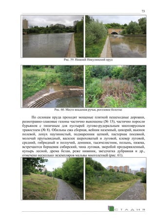 73
Рис. 59. Нижний Никулинский пруд
Рис. 60. Место впадения ручья, рогозовое болотце
По склонам пруда проходят мощеные плиткой пешеходные дорожки,
разнотравно-злаковые газоны частично выкошены (№ 15), частично поросли
бурьяном с типичным для пустырей лугово-рудеральным многоярусным
травостоем (№ 8). Обильны ежа сборная, вейник наземный, цикорий, вьюнок
полевой, лопух паутинистый, подмаренник цепкий, пастернак посевной,
молочай прутьевидный, василек шероховатый и луговой, клевер луговой,
средний, гибридный и ползучий, донники, тысячелистник, полынь, пижма,
встречаются борщевик сибирский, чина луговая, зверобой продырявленный,
купырь лесной, дрема белая, реже нивяник, звездчатка дубравная и др.,
отмечено несколько экземпляров мальвы многолетней (рис. 61).
 