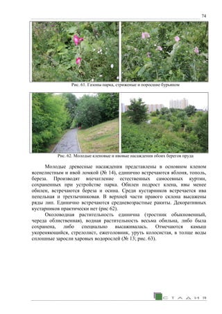 74
Рис. 61. Газоны парка, стриженые и поросшие бурьяном
Рис. 62. Молодые кленовые и ивовые насаждения обоих берегов пруда
Молодые древесные насаждения представлены в основном кленом
ясенелистным и ивой ломкой (№ 14), единично встречаются яблоня, тополь,
береза. Производят впечатление естественных самосевных куртин,
сохраненных при устройстве парка. Обилен подрост клена, ивы менее
обилен, встречаются береза и осина. Среди кустарников встречается ива
пепельная и трехтычинковая. В верхней части правого склона высажены
ряды лип. Единично встречаются средневозрастные ракиты. Декоративных
кустарников практически нет (рис 62).
Околоводная растительность единична (тростник обыкновенный,
череда облиственная), водная растительность весьма обильна, либо была
сохранена, либо специально высаживалась. Отмечаются камыш
укореняющийся, стрелолист, ежеголовник, уруть колосистая, в толще воды
сплошные заросли харовых водорослей (№ 13; рис. 63).
 