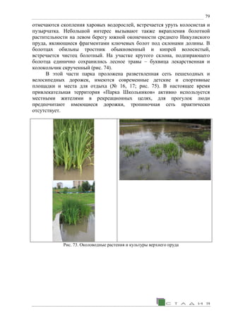 79
отмечаются скопления харовых водорослей, встречается уруть колосистая и
пузырчатка. Небольшой интерес вызывают также вкрапления болотной
растительности на левом берегу южной оконечности среднего Никулиского
пруда, являющиеся фрагментами ключевых болот под склонами долины. В
болотцах обильны тростник обыкновенный и кипрей волосистый,
встречается чистец болотный. На участке крутого склона, подпирающего
болотца единично сохранились лесное травы – буквица лекарственная и
колокольчик скрученный (рис. 74).
В этой части парка проложена разветвленная сеть пешеходных и
велосипедных дорожек, имеются современные детские и спортивные
площадки и места для отдыха (№ 16, 17; рис. 75). В настоящее время
привлекательная территория «Парка Школьников» активно используется
местными жителями в рекреационных целях, для прогулок люди
предпочитают имеющиеся дорожки, тропиночная сеть практически
отсутствует.
Рис. 73. Околоводные растения и культуры верхнего пруда
 