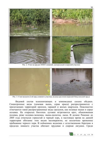 90
Рис. 2. Утки на прудах ООПТ (нижний, центральный и верхний участки)
Рис. 3. Стая мальков (2-ой пруд нижнего участка), водные растения (верхний Никулинский пруд)
Видовой состав млекопитающих и земноводных сильно обеднен.
Синантропные виды (домовая мышь, серая крыса) распространяются с
прилегающих территорий промзон, гаражей и жилых кварталов. Повсеместно
отмечаются такие распространенные виды грызунов, как полевые мыши и серые
полевки. На открытых биотопах луговин встречаются крот, обыкновенная
полевка, реже полевка-экономка, мышь-малютка, ласка. В долине Раменки до
2005 года отмечался горностай и черный хорь, в настоящее время на данной
территории обитание этих видов маловероятно, не исключено временное
пребывание черного хоря. В пойменных водоемах с естественными берегами в
пределах нижнего участка обитают прудовая и озерная лягушки. Среди
 