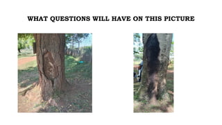 WHAT QUESTIONS WILL HAVE ON THIS PICTURE
 