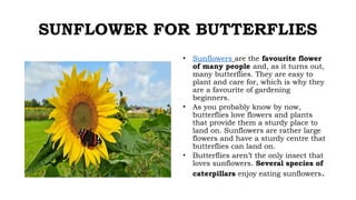 SUNFLOWER FOR BUTTERFLIES
• Sunflowers are the favourite flower
of many people and, as it turns out,
many butterflies. They are easy to
plant and care for, which is why they
are a favourite of gardening
beginners.
• As you probably know by now,
butterflies love flowers and plants
that provide them a sturdy place to
land on. Sunflowers are rather large
flowers and have a sturdy centre that
butterflies can land on.
• Butterflies aren’t the only insect that
loves sunflowers. Several species of
caterpillars enjoy eating sunflowers.
 