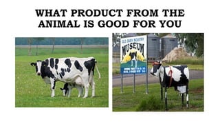 WHAT PRODUCT FROM THE
ANIMAL IS GOOD FOR YOU
 