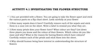 ACTIVITY 4.1 INVESTIGATING THE FLOWER STRUCTURE
• 1.You are provided with a flower. You are going to take the flower apart and stick
the various parts on a flip chart sheet. Look carefully at your flower
• 2.How many sepals does it have? Carefully remove each of the sepals and stick
them in a neat row on the sheet. Write a label to remind you what they are.
• 3.How many petals does your flower have? What colour are they? List down
three plants you know and the colour of their flowers. Which colour do you like
most and why? What is the reason for having flowers which have colours?
Carefully remove each of the petals and stick them into the sheet.
• 4.Why should human being have interest in understanding the structure of
flowers
 