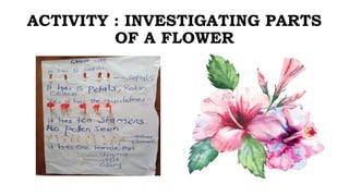 ACTIVITY : INVESTIGATING PARTS
OF A FLOWER
 