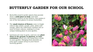 BUTTERFLY GARDEN FOR OUR SCHOOL
• Butterflies tend to prefer plants that provide
them a solid place to land, and with
lantana’s clusters of tiny flowers, this makes it
one of the best plants to attract butterflies.
• The small clusters of flowers come in bright
colours like yellow, purple, pink, white and
orange. Often the collections combine two or
more of these colours, making it a truly
unique looking plant in your garden.
• Lantanas are easy to grow, and you can plant
them in the ground, in planters, or even
containers which you can hang from a hook
in your garden. Hanging them provides an
even more unique setup in your future
butterfly garden.
 