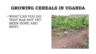 GROWING CEREALS IN UGANDA
• WHAT CAN YOU DO
THAT HAS NOT YET
BEEN DONE AND
WHY?
 