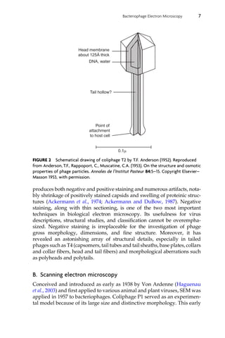 Less Positive Ackermann Bacteriophages Part A Magorzata Obocka And Wacaw T Szybalski Eds | PDF