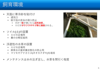 飼育環境
5
• 天面に寒冷紗を貼付け
• 通気口
• 蚊や他の昆虫の侵入防止
• 万が一蚊が湧いたら近所迷惑…
• エビがボウフラやヤゴ等に捕食される…
• ソイル(土)の設置
• エビの足場用
• 糞の分解促進用
• 浮遊性の水草の設置
• エビの足場用
• 飼育水の富栄養状態化の防止用
• マツモやアナカリス(オオカナダモ)を栽培
• メンテナンスは水の注ぎ足し、水草を間引く程度
 