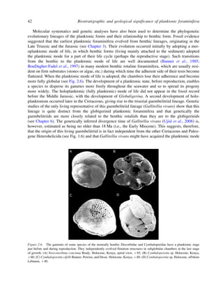 Biostratigraphic And Geological Significance Of Planktonic Foraminifera ...