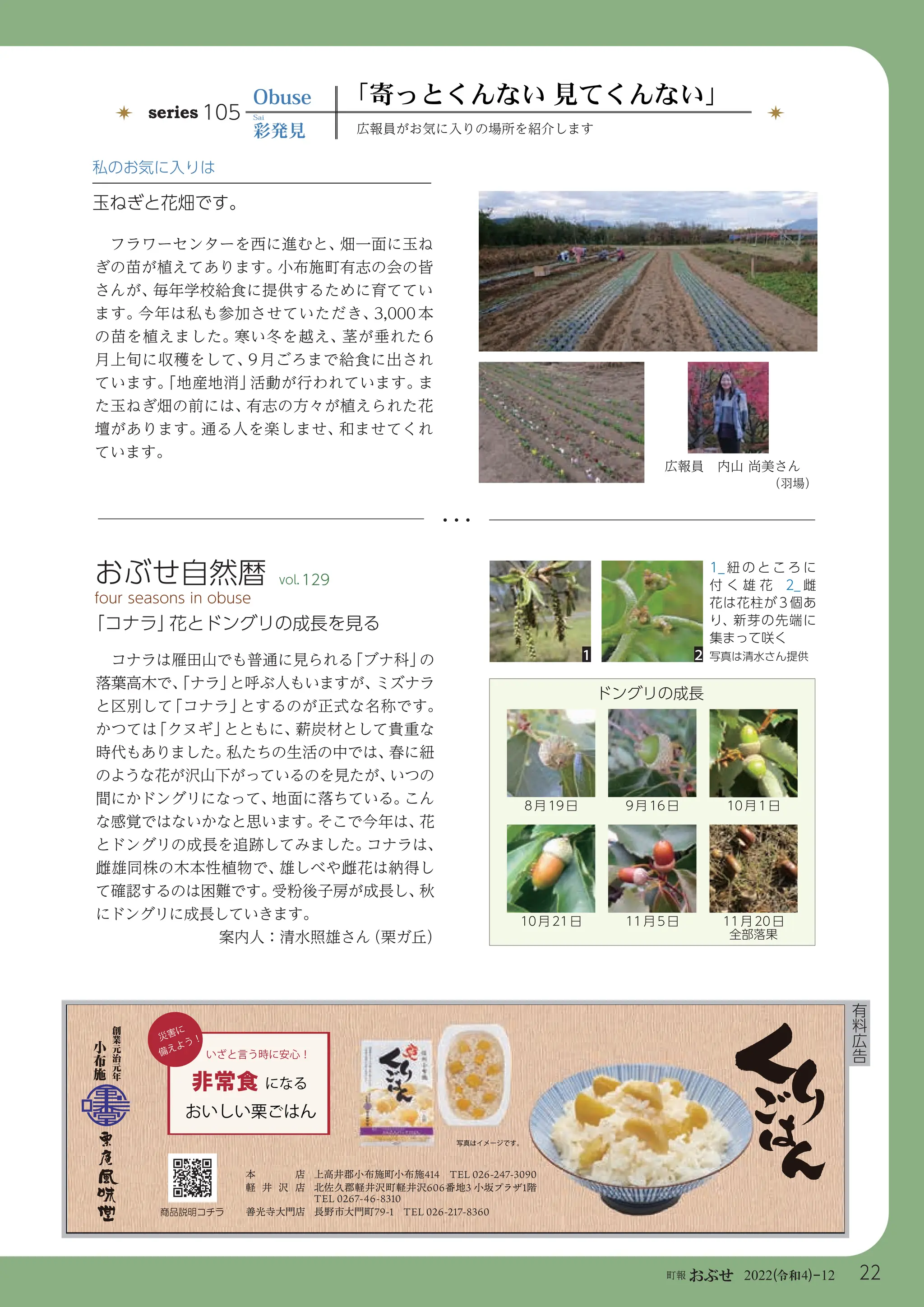 22
町報おぶせ 2022( 4)-12
令和
有
料
広
告
広報員がお気に入りの場所を紹介します
series 105
Obuse 「寄っとくんない 見てくんない」
彩発見
Sai
私のお気に入りは
玉ねぎと花畑です。
フラワーセンターを西に進むと、
畑一面に玉ね
ぎの苗が植えてあります。
小布施町有志の会の皆
さんが、
毎年学校給食に提供するために育ててい
ます。
今年は私も参加させていただき、
3,000 本
の苗を植えました。
寒い冬を越え、
茎が垂れた 6
月上旬に収穫をして、
9 月ごろまで給食に出され
ています。
「地産地消」
活動が行われています。
ま
た玉ねぎ畑の前には、
有志の方々が植えられた花
壇があります。
通る人を楽しませ、
和ませてくれ
ています。
「コナラ」
花とドングリの成長を見る
コナラは雁田山でも普通に見られる
「ブナ科」
の
落葉高木で、
「ナラ」
と呼ぶ人もいますが、
ミズナラ
と区別して
「コナラ」
とするのが正式な名称です。
かつては
「クヌギ」
とともに、
薪炭材として貴重な
時代もありました。
私たちの生活の中では、
春に紐
のような花が沢山下がっているのを見たが、
いつの
間にかドングリになって、
地面に落ちている。
こん
な感覚ではないかなと思います。
そこで今年は、
花
とドングリの成長を追跡してみました。
コナラは、
雌雄同株の木本性植物で、
雄しべや雌花は納得し
て確認するのは困難です。
受粉後子房が成長し、
秋
にドングリに成長していきます。
案内人：清水照雄さん
（栗ガ丘）
おぶせ自然暦
fourseasonsinobuse
129
vol.
1_ 紐 の と こ ろ に
付 く 雄 花 2_ 雌
花は花柱が 3 個あ
り、新芽の先端に
集まって咲く
写真は清水さん提供
ドングリの成長
8月19日 9月16日 10月1日
10月21日 11月5日 11月20日
全部落果
1 2
広報員 内山尚美さん
（羽場）
 