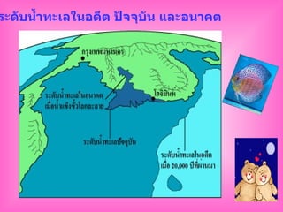 ระดับน้ำทะเลในอดีต ปัจจุบัน และอนาคต   