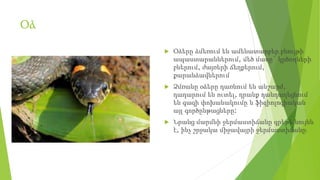 Օձ
 Օձերը ձմեռում են ամենատարբեր բնույթի
ապաստարաններում, մեծ մասը` կրծողների
բներում, ժայռերի ճեղքերում,
քարանձավներում
 Ձմռանը օձերը դառնում են անշարժ,
դադարում են ուտել, դրանք դանդաղեցնում
են գազի փոխանակումը և ֆիզիոլոգիական
այլ գործընթացները:
 Նրանց մարմնի ջերմաստիճանը գրեթե նույնն
է, ինչ շրջակա միջավայրի ջերմաստիճանը։
 