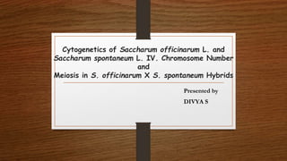 Cytogenetics of Saccharum officinarum L. and
Saccharum spontaneum L. IV. Chromosome Number
and
Meiosis in S. officinarum X S. spontaneum Hybrids
Presented by
DIVYA S
 
