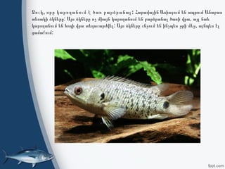 , :Ձուկ որը կարողանում է ծառ բարձրանալ            Հարավային Ասիայում են ապրում Անաբաս
  :                  ,     տեսակի ձկները Այս ձկները ոչ միայն կարողանում են բարձրանալ ծառի վրա այլ նաև
        :              ,     կարողանում են հողի վրա տեղաշարժվել Այս ձկները շնչում են ինչպես ջրի մեջ այնպես էլ
:ցամաքում
 