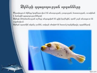 Ձկների զգացողության օրգանները
Միջավայրում ձկները կողմնորոշվում են տեսողության, լսողության, հոտառության, շոշափման
և համային զգացողություններով:
Ձկների մեծամասնության աչքերը տեղադրված են գլխի կողքերին, որոնք լայն տեսադաշտ են
ապահովում:
Ձկներն արտաքին ականջ չունեն, սակայն օժտված են հատուկ ձայնընկալիչ օրգաններով:
 