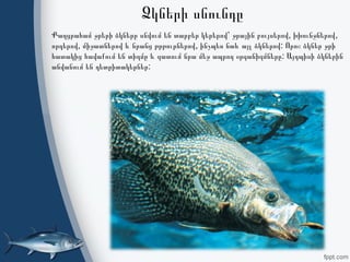 Ձկների սնունդը
, ,Քաղցրահամ ջրերի ձկները սնվում են տարբեր կերերով՝ ջրային բույսերով խխունջներով
, , :որդերով միջատներով և նրանց թրթուրներով ինչպես նաև այլ ձկներով Որոշ ձկներ ջրի
:հատակից հավաքում են տիղմը և զատում նրա մեջ ապրող օրգանիզմները Այդպիսի ձկներին
:անվանում են դետրիտակերներ
 