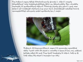 .Բաց ծովերում ապրող ձկների մեծամասնությունը գիշատիչ է սնվում է տարբեր
:կենդանիներով՝ մանր ծովախեցգետիններից մինչև այլ ձկնատեսակներ Որոշ տեսակներ
: ,հարմարվել են պլանկտոններով սնվելուն Շնաձուկը բերանը լիքը լցնում է ջրով ապա
,փակում այն և խռիկային անցքերով ջուրը դուրս մղում իսկ խռիկային աղեղների հատուկ
:արտացցվածքների օգնությամբ զտված պլանկտոնը կուլ է տալիս
, ,Ծովերում մեծ խորություններում ապրում են արտասովոր արտաքինով
:ձկներ Նրանք ունեն մեծ բերան ու ատամներ և կարող են կուլ տալ չափերով
: ,իրենցից ավելի մեծ որսի Բայց նրանք հազվադեպ են սնվում քանի որ մի
:քանի ամիսը մեկ անգամ է հաջողվում որս անել
 