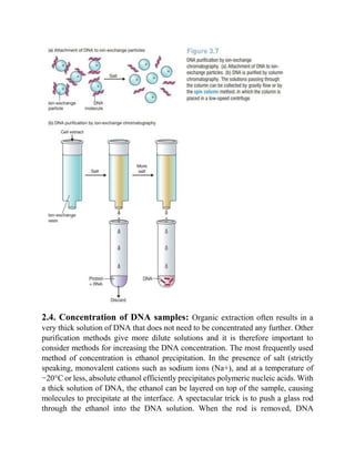 preparation of genomic DNA from bacteria.pdf
