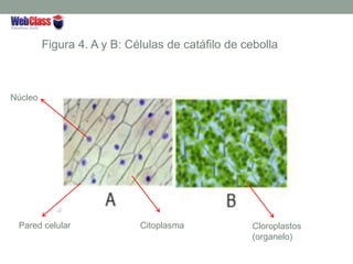 Figura 4. A y B: Células de catáfilo de cebolla
Pared celular
Núcleo
Citoplasma Cloroplastos
(organelo)