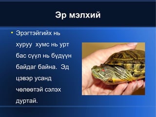 Эр мэлхий Эрэгтэйгийх нь  хуруу  хумс нь урт бас сүүл нь бүдүүн байдаг байна.  Эд цэвэр усанд чөлөөтэй сэлэх дуртай. 