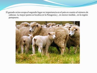 El ganado ovino ocupa el segundo lugar en importancia en el país en cuanto al número de
cabezas. La mayor partes se localiza en la Patagonia y , en menor medida , en la región
pampeana.
 