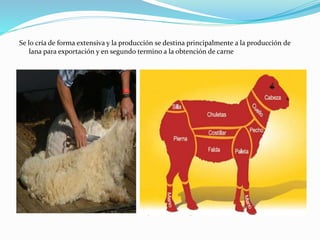 Se lo cría de forma extensiva y la producción se destina principalmente a la producción de
lana para exportación y en segundo termino a la obtención de carne
 