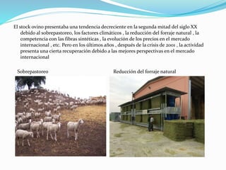 El stock ovino presentaba una tendencia decreciente en la segunda mitad del siglo XX
debido al sobrepastoreo, los factores climáticos , la reducción del forraje natural , la
competencia con las fibras sintéticas , la evolución de los precios en el mercado
internacional , etc. Pero en los últimos años , después de la crisis de 2001 , la actividad
presenta una cierta recuperación debido a las mejores perspectivas en el mercado
internacional
Sobrepastoreo Reducción del forraje natural
 