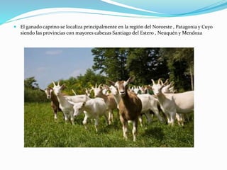  El ganado caprino se localiza principalmente en la región del Noroeste , Patagonia y Cuyo
siendo las provincias con mayores cabezas Santiago del Estero , Neuquén y Mendoza
 