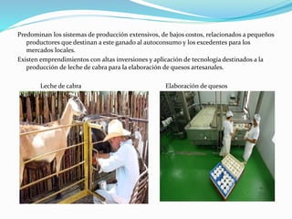 Predominan los sistemas de producción extensivos, de bajos costos, relacionados a pequeños
productores que destinan a este ganado al autoconsumo y los excedentes para los
mercados locales.
Existen emprendimientos con altas inversiones y aplicación de tecnología destinados a la
producción de leche de cabra para la elaboración de quesos artesanales.
Leche de cabra Elaboración de quesos
 