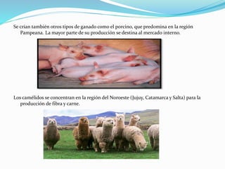 Se crían también otros tipos de ganado como el porcino, que predomina en la región
Pampeana. La mayor parte de su producción se destina al mercado interno.
Los camélidos se concentran en la región del Noroeste (Jujuy, Catamarca y Salta) para la
producción de fibra y carne.
 