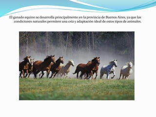 El ganado equino se desarrolla principalmente en la provincia de Buenos Aires, ya que las
condiciones naturales permiten una cría y adaptación ideal de estos tipos de animales.
 