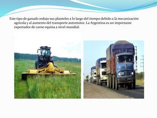 Este tipo de ganado redujo sus planteles a lo largo del tiempo debido a la mecanización
agrícola y al aumento del transporte automotor. La Argentina es un importante
exportador de carne equina a nivel mundial.
 