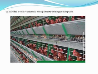 La actividad avícola se desarrolla principalmente en la región Pampeana.
 
