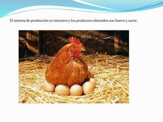 El sistema de producción es intensivo y los productos obtenidos son huevo y carne.
 