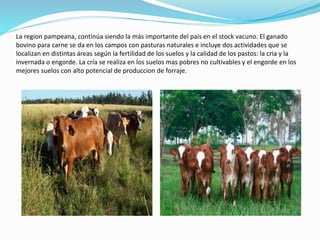 La region pampeana, continúa siendo la más importante del pais en el stock vacuno. El ganado
bovino para carne se da en los campos con pasturas naturales e incluye dos actividades que se
localizan en distintas áreas según la fertilidad de los suelos y la calidad de los pastos: la cria y la
invernada o engorde. La cría se realiza en los suelos mas pobres no cultivables y el engorde en los
mejores suelos con alto potencial de produccion de forraje.
 